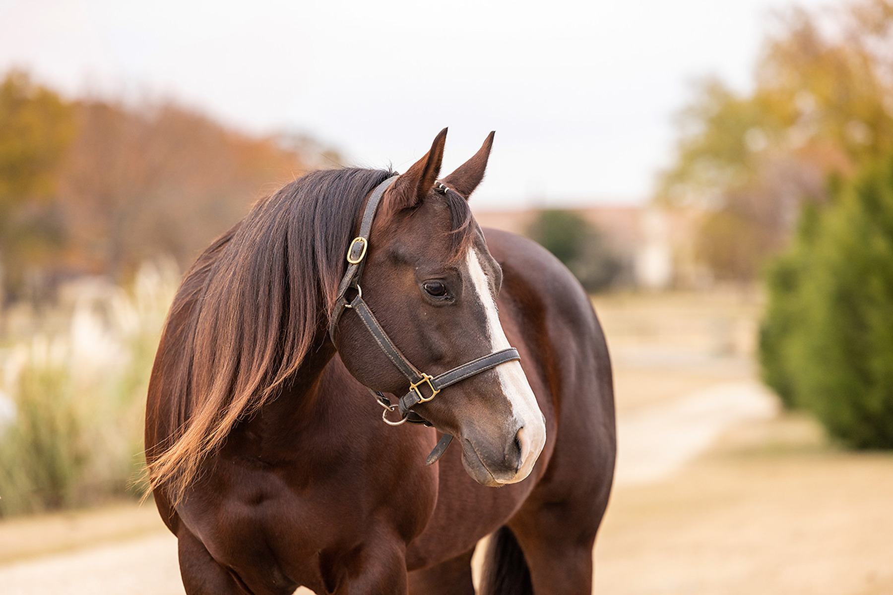 Photos - 400+ Of The Best Horse Names Horse Naming Horse Illustrated