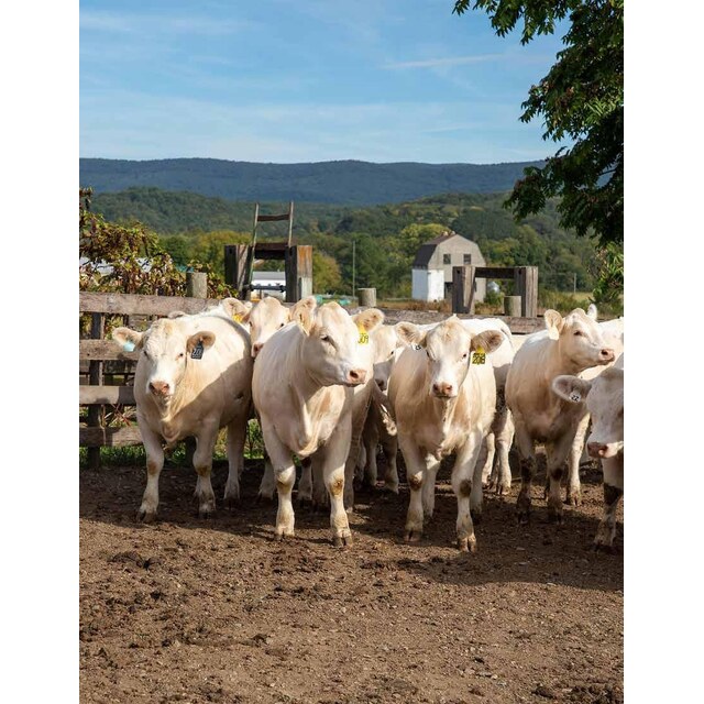 Photos - October Issue By Edje Issuu