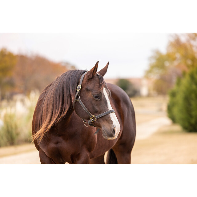 Photos - 400+ Of The Best Horse Names Horse Naming Horse Illustrated